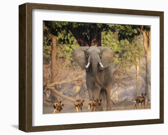 African Wild Dogs (Lycaon Pictus) Passinginfront Of Large African Elephant (Loxodonta Africana)-Tony Heald-Framed Photographic Print