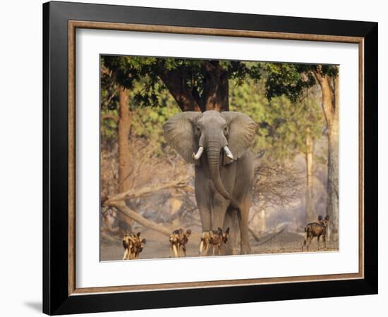 African Wild Dogs (Lycaon Pictus) Passinginfront Of Large African Elephant (Loxodonta Africana)-Tony Heald-Framed Photographic Print