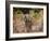 African Wild Dogs (Lycaon Pictus) Passinginfront Of Large African Elephant (Loxodonta Africana)-Tony Heald-Framed Photographic Print