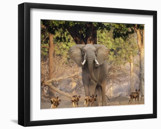 African Wild Dogs (Lycaon Pictus) Passinginfront Of Large African Elephant (Loxodonta Africana)-Tony Heald-Framed Photographic Print