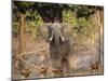 African Wild Dogs (Lycaon Pictus) Passinginfront Of Large African Elephant (Loxodonta Africana)-Tony Heald-Mounted Photographic Print