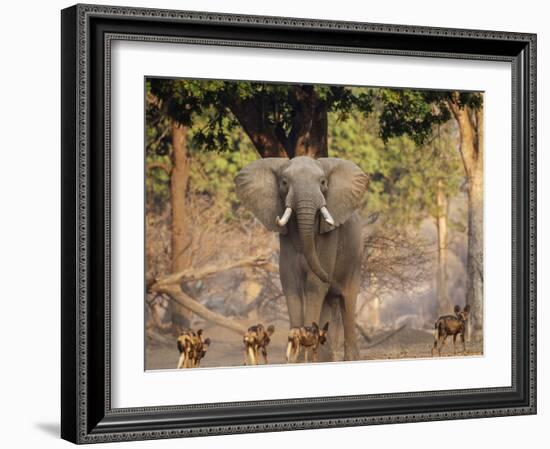 African Wild Dogs (Lycaon Pictus) Passinginfront Of Large African Elephant (Loxodonta Africana)-Tony Heald-Framed Photographic Print