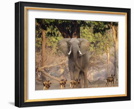 African Wild Dogs (Lycaon Pictus) Passinginfront Of Large African Elephant (Loxodonta Africana)-Tony Heald-Framed Photographic Print