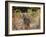 African Wild Dogs (Lycaon Pictus) Passinginfront Of Large African Elephant (Loxodonta Africana)-Tony Heald-Framed Photographic Print