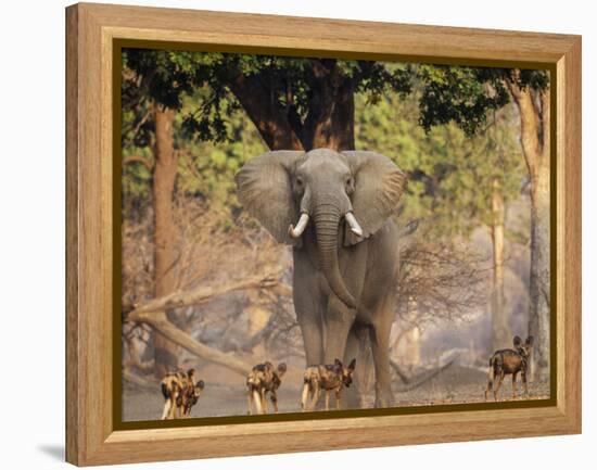African Wild Dogs (Lycaon Pictus) Passinginfront Of Large African Elephant (Loxodonta Africana)-Tony Heald-Framed Premier Image Canvas