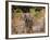 African Wild Dogs (Lycaon Pictus) Passinginfront Of Large African Elephant (Loxodonta Africana)-Tony Heald-Framed Photographic Print