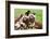 African Wild Dogs-Lantern Press-Framed Art Print