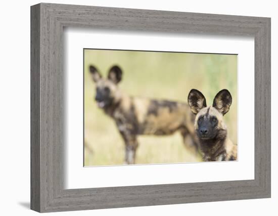 African Wilddog (Lycaon Pictus) Portrait, with Another Dog in the Background-Wim van den Heever-Framed Photographic Print