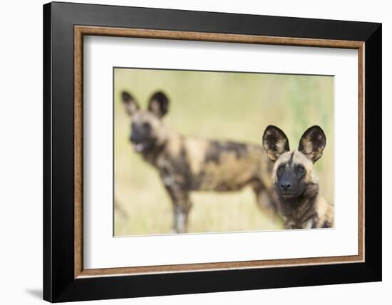 African Wilddog (Lycaon Pictus) Portrait, with Another Dog in the Background-Wim van den Heever-Framed Photographic Print