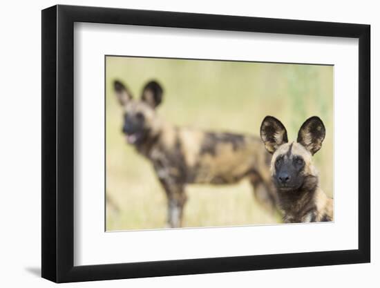 African Wilddog (Lycaon Pictus) Portrait, with Another Dog in the Background-Wim van den Heever-Framed Photographic Print