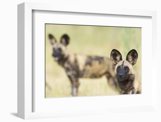 African Wilddog (Lycaon Pictus) Portrait, with Another Dog in the Background-Wim van den Heever-Framed Photographic Print