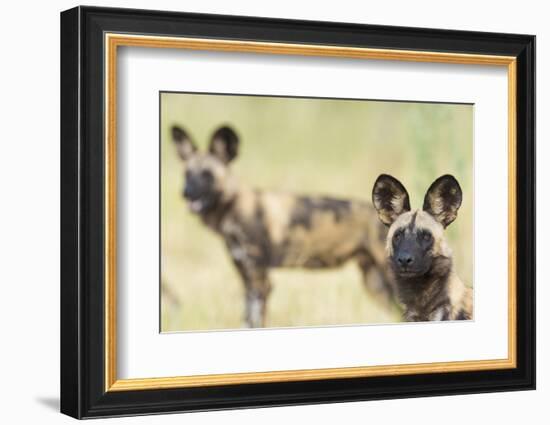 African Wilddog (Lycaon Pictus) Portrait, with Another Dog in the Background-Wim van den Heever-Framed Photographic Print