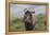 African Wildebeest 01-Bob Langrish-Framed Premier Image Canvas