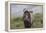 African Wildebeest 01-Bob Langrish-Framed Premier Image Canvas