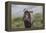 African Wildebeest 01-Bob Langrish-Framed Premier Image Canvas