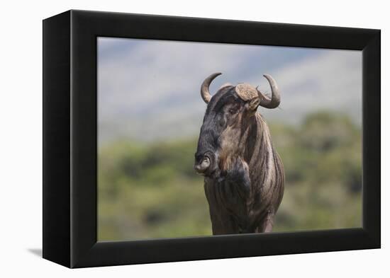 African Wildebeest 01-Bob Langrish-Framed Premier Image Canvas