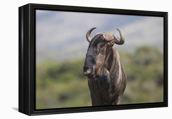 African Wildebeest 01-Bob Langrish-Framed Premier Image Canvas