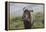 African Wildebeest 01-Bob Langrish-Framed Premier Image Canvas