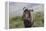 African Wildebeest 01-Bob Langrish-Framed Premier Image Canvas