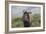 African Wildebeest 01-Bob Langrish-Framed Photographic Print