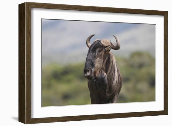 African Wildebeest 01-Bob Langrish-Framed Photographic Print