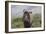 African Wildebeest 01-Bob Langrish-Framed Photographic Print