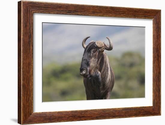 African Wildebeest 01-Bob Langrish-Framed Photographic Print