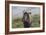 African Wildebeest 01-Bob Langrish-Framed Photographic Print