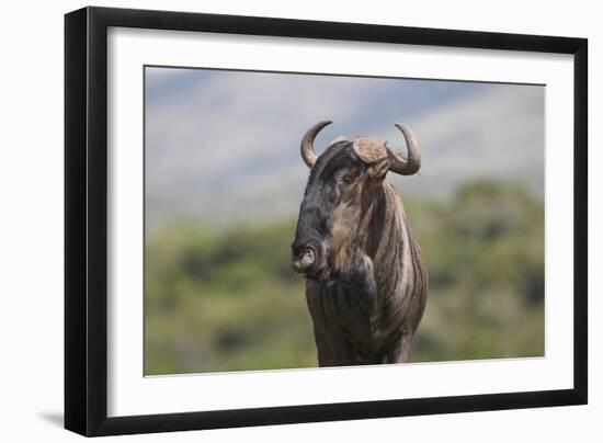 African Wildebeest 01-Bob Langrish-Framed Photographic Print