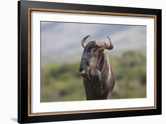 African Wildebeest 01-Bob Langrish-Framed Photographic Print