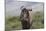 African Wildebeest 01-Bob Langrish-Mounted Photographic Print