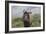 African Wildebeest 01-Bob Langrish-Framed Photographic Print