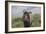 African Wildebeest 01-Bob Langrish-Framed Photographic Print