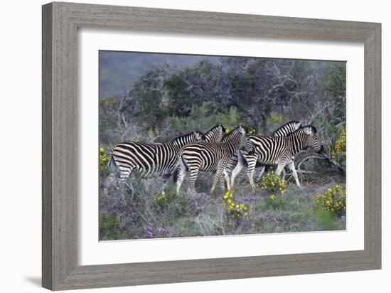 African Zebras 005-Bob Langrish-Framed Photographic Print