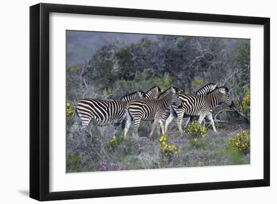 African Zebras 005-Bob Langrish-Framed Photographic Print