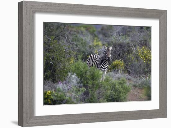 African Zebras 006-Bob Langrish-Framed Photographic Print