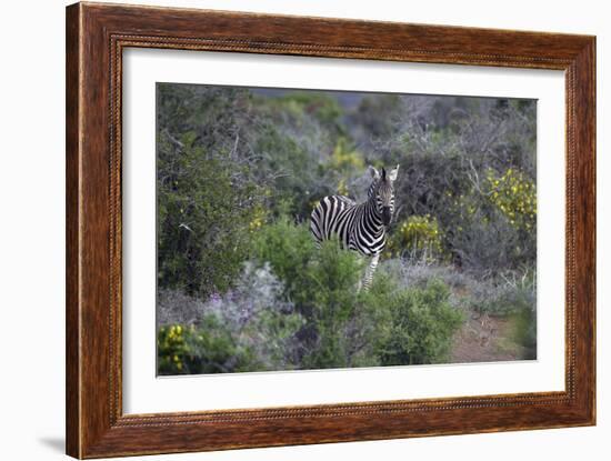 African Zebras 006-Bob Langrish-Framed Photographic Print