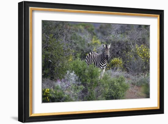 African Zebras 006-Bob Langrish-Framed Photographic Print