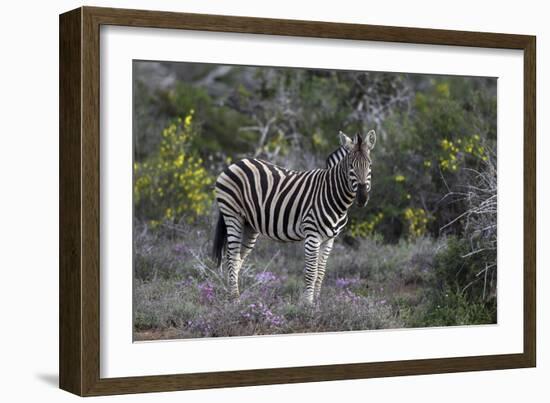 African Zebras 008-Bob Langrish-Framed Photographic Print