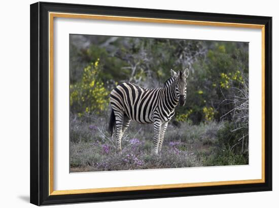 African Zebras 008-Bob Langrish-Framed Photographic Print