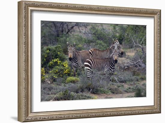 African Zebras 010-Bob Langrish-Framed Photographic Print