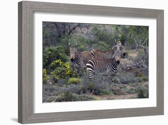 African Zebras 010-Bob Langrish-Framed Photographic Print