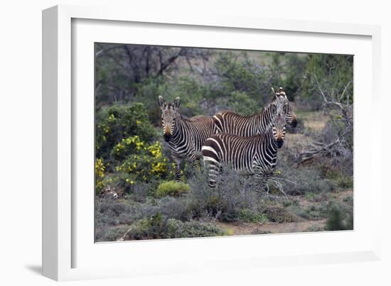 African Zebras 010-Bob Langrish-Framed Photographic Print