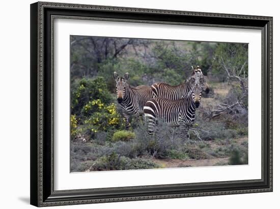 African Zebras 010-Bob Langrish-Framed Photographic Print