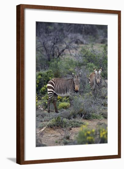 African Zebras 011-Bob Langrish-Framed Photographic Print