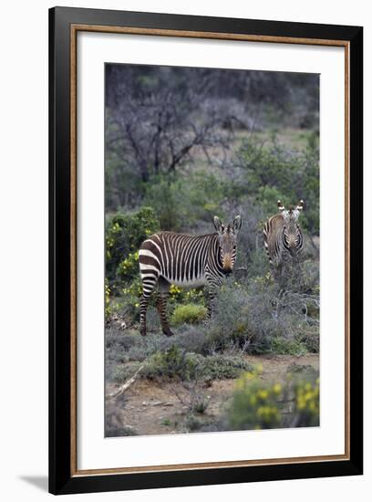 African Zebras 011-Bob Langrish-Framed Photographic Print