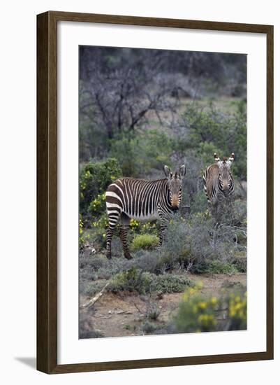 African Zebras 011-Bob Langrish-Framed Photographic Print