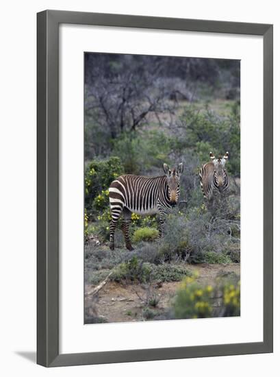 African Zebras 011-Bob Langrish-Framed Photographic Print