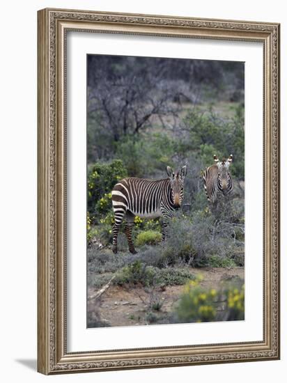 African Zebras 011-Bob Langrish-Framed Photographic Print