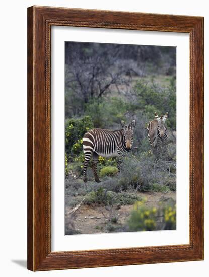 African Zebras 011-Bob Langrish-Framed Photographic Print